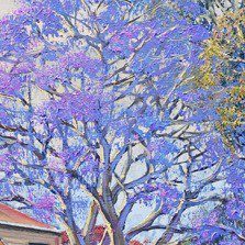 Colours of Spring Jacaranda Tree